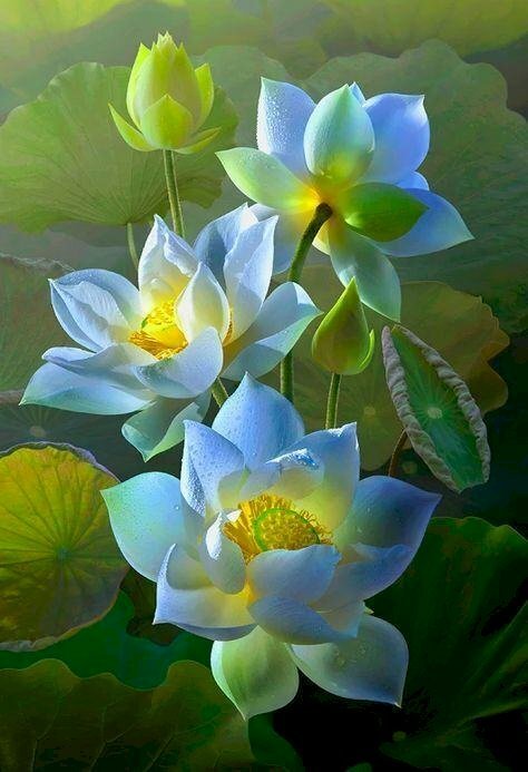 Top 101 hình ảnh hoa sen xanh đẹp nhất Top 101 Hình Ảnh Hoa Sen Xanh Đẹp Nhất