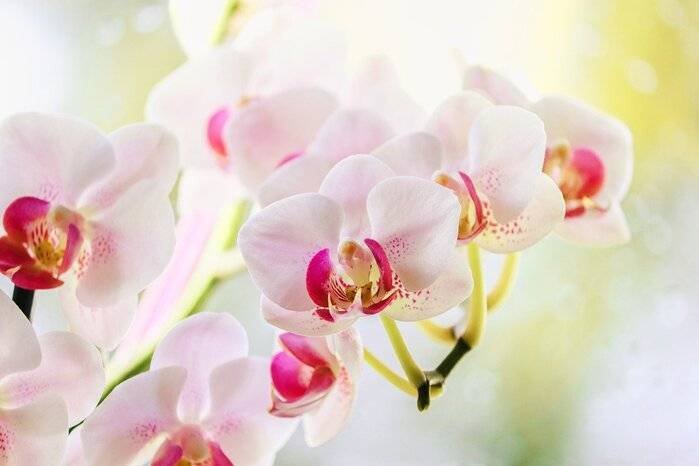 30+ Hình Nền Hoa Lan Hồ Điệp Cho Máy Tính, Điện Thoại “Đẹp - Ấn Tượng” Nhất