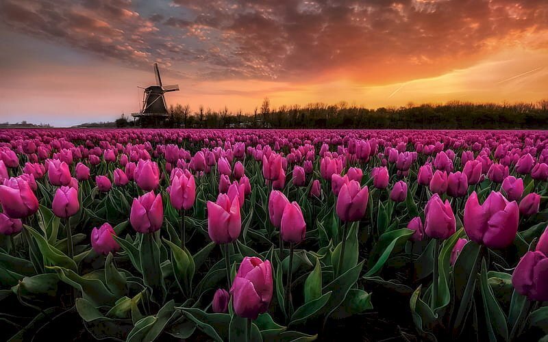 Top 55++ Hình Nền Hoa Tulip Tuyệt Đẹp Chuẩn Full Hd 4K