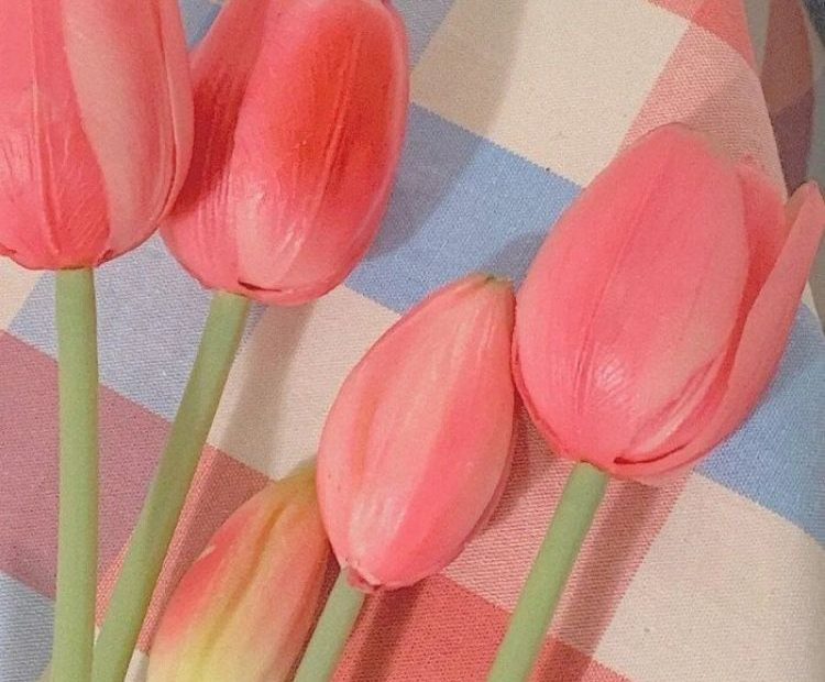 100+ Hình Nền Hoa Tulip Full Hd 4K Cực Trang Nhã Thanh Lịch