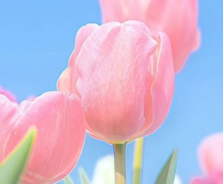100+ Hình Nền Hoa Tulip Full Hd 4K Cực Trang Nhã Thanh Lịch