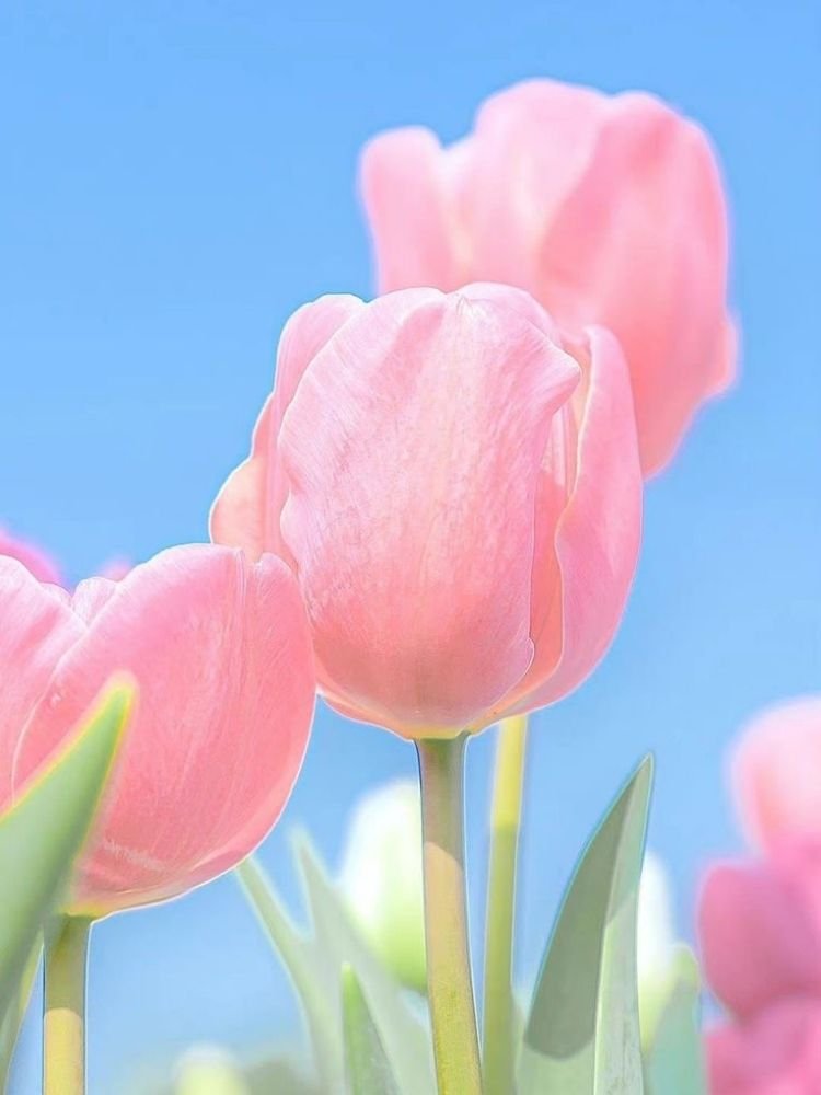 100+ Hình Nền Hoa Tulip Full Hd 4K Cực Trang Nhã Thanh Lịch