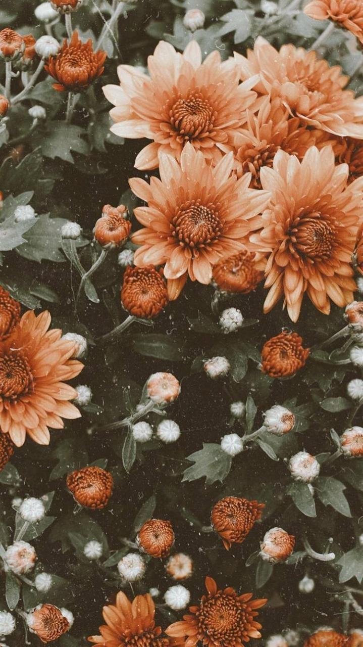 Top 101 hình nền Vintage cho điện thoại đẹp nhất Top 101 Hình Nền Vintage Cho Điện Thoại Đẹp Nhất