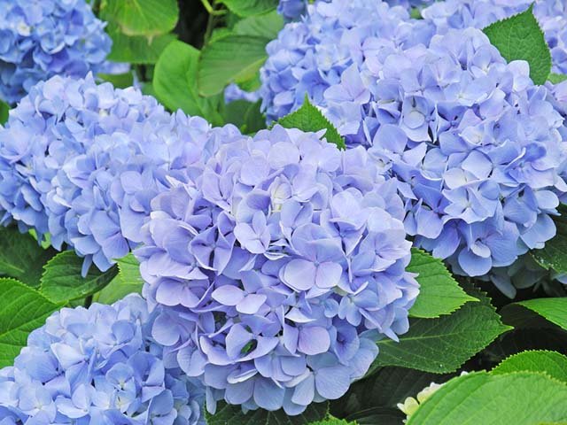 Hoa Cẩm Tú Cầu: Ý Nghĩa Cùng Những Hình Ảnh Đẹp Nhất | Hello Hoa