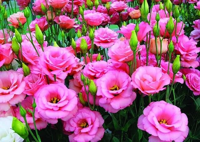 Mới] Hoa Cát Tường | Loài Hoa Của Sự May Mắn