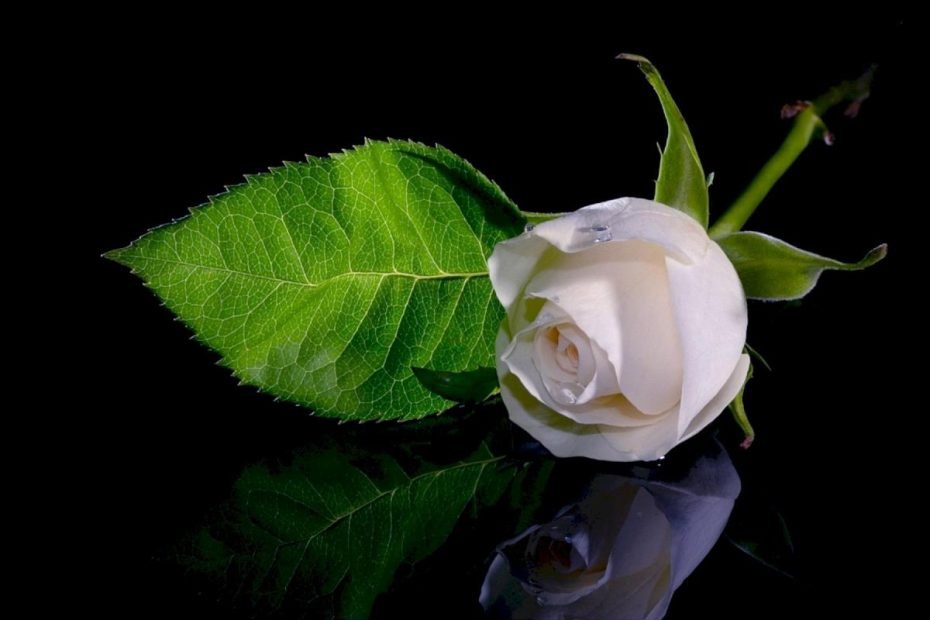 Top 101 Ảnh Hoa Hồng Trắng Nền Đen Đẹp Nhất