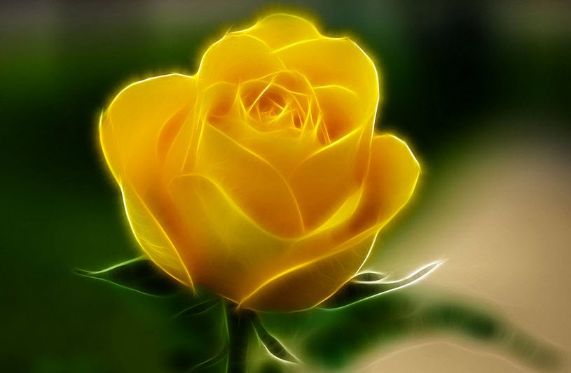 Hình Nền Hoa Hồng Vàng 3D - Alo Flowers