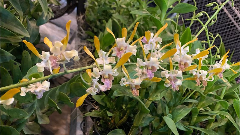 Hoa Lan Dendro Nắng - Nguồn Gốc, Đặc Điểm, Cách Trồng