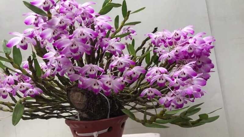Ý Nghĩa, Cách Trồng Và Chăm Sóc Hoa Lan Đùi Gà Nở Đẹp