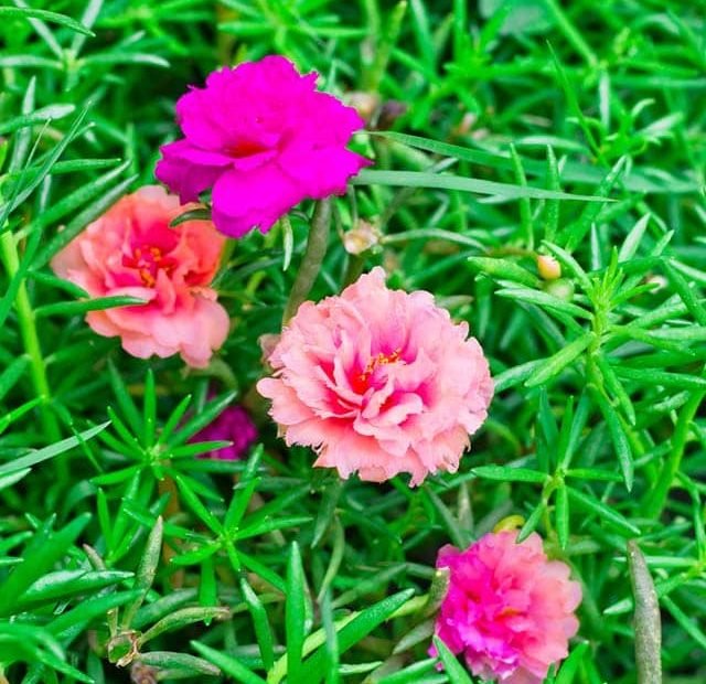 Hoa Mười Giờ - Cách Trồng Chăm Sóc Và Những Hình Ảnh Đẹp Nhất | Hello Hoa