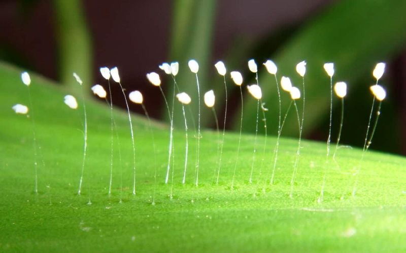 Hoa Ưu Đàm Độc Đáo Như Thế Nào Và Có Thật Là 3000 Năm Mới Nở 1 Lần?