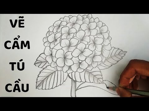Vẽ Hoa Cẩm Tú Cầu bằng bút chì - How to draw Hydrangea Flower - YouTube Vẽ Hoa Cẩm Tú Cầu Bằng Bút Chì - How To Draw Hydrangea Flower - Youtube