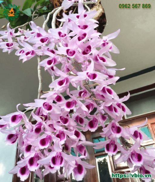 Lan Phi Điệp-Lan Phi Điệp Tím - Viện Nghiên Cứu Sinh Học Ứng Dụng