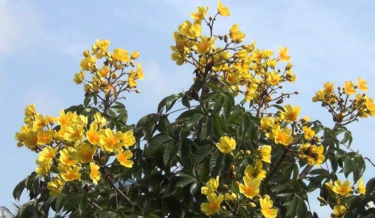 Mai Hoa Đăng Là Loại Mai Gì? Ý Nghĩa, Cách Trồng, Cách Chăm Sóc