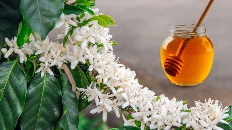 Mật Ong Hoa Cà Phê Là Gì? Nguồn Gốc, Lợi Ích Của Mật Ong Hoa Cà Phê
