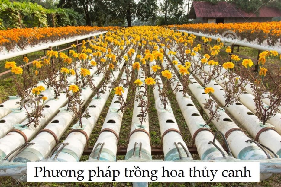 Tổng Hợp 90+ Hình Về Các Mô Hình Trồng Hoa Hiệu Quả - Nec