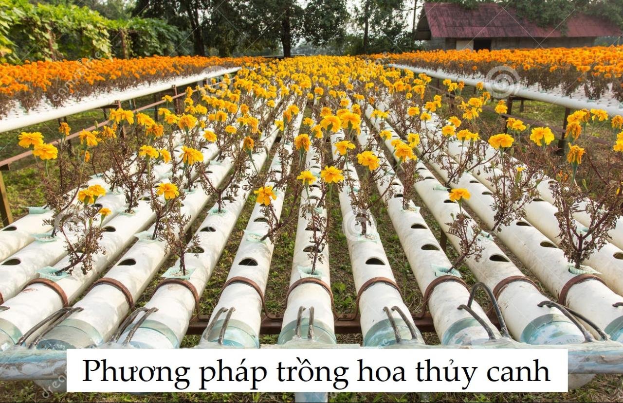 Tổng hợp 90+ hình về các mô hình trồng hoa hiệu quả - NEC Tổng Hợp 90+ Hình Về Các Mô Hình Trồng Hoa Hiệu Quả - Nec