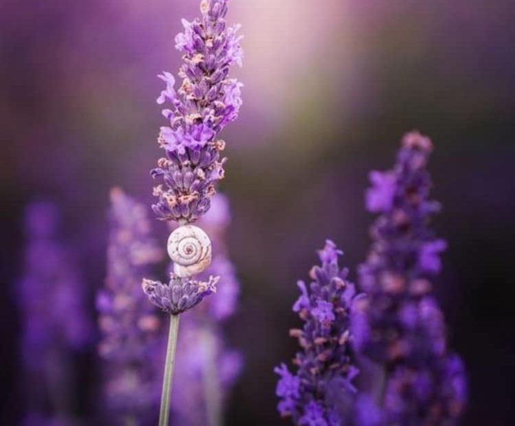 39 Hình Ảnh Hoa Oải Hương Lavender Đẹp Nhất - Siêu Lãng Mạn