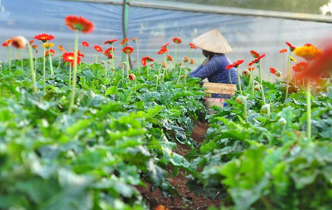 Nông Dân Đà Lạt Thu Hàng Trăm Triệu Từ Vườn Hoa Đồng Tiền
