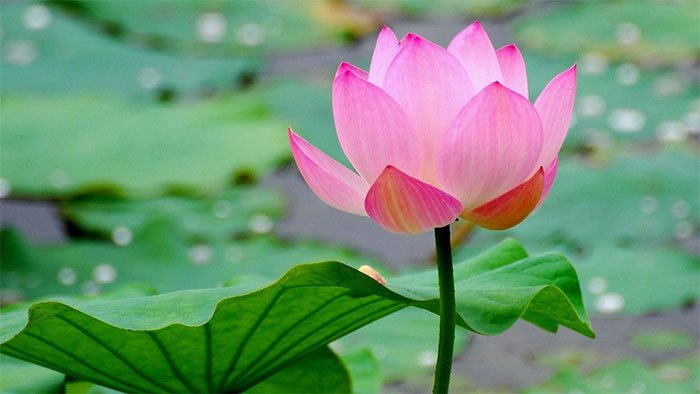 Bạn Có Biết Quốc Hoa Của Việt Nam Là Hoa Gì?
