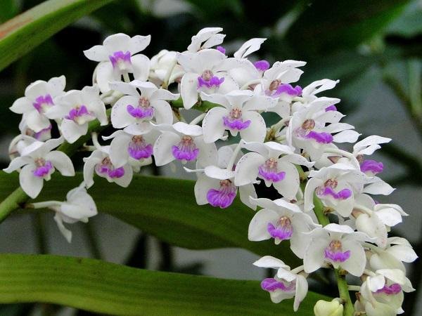 Các Loại Hoa Lan Đẹp Nhất Việt Nam Và Hình Ảnh Hoa Đẹp