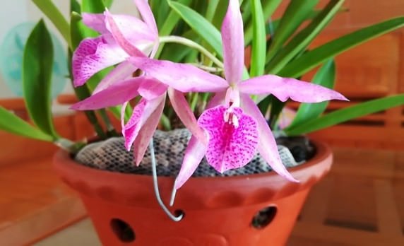 Cách Trồng Lan Brassavola