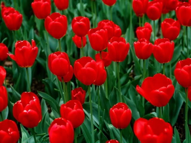 Top 9 Màu Sắc Đẹp Nhất Của Hoa Tulip Và Ý Nghĩa Của Chúng - Toplist.Vn