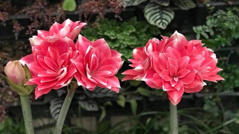 Ý Nghĩa, Cách Trồng Và Chăm Sóc Hoa Lan Huệ Nở Đều, Rực Rỡ