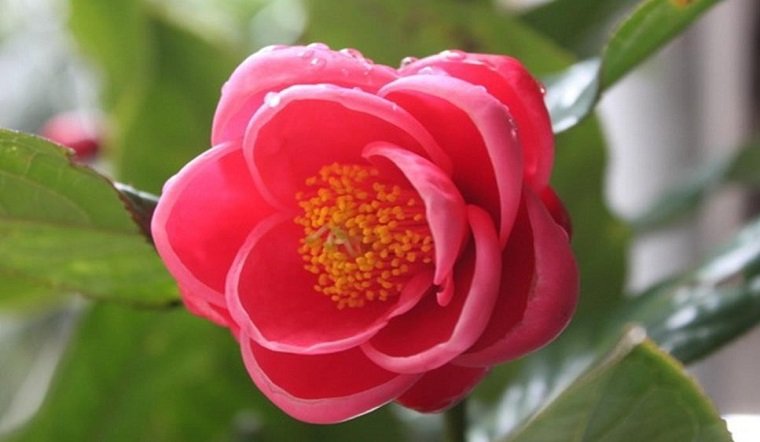 Ý Nghĩa Và Cách Trưng Bày Hoa Hải Đường Phong Thủy Mang Lại Tài Lộc