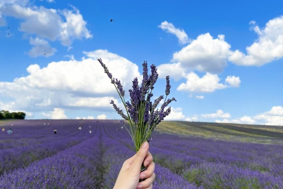 Chẳng Cần Đến Pháp Cũng Được Ngắm Hoa Lavender Tuyệt Đẹp | Vov.Vn