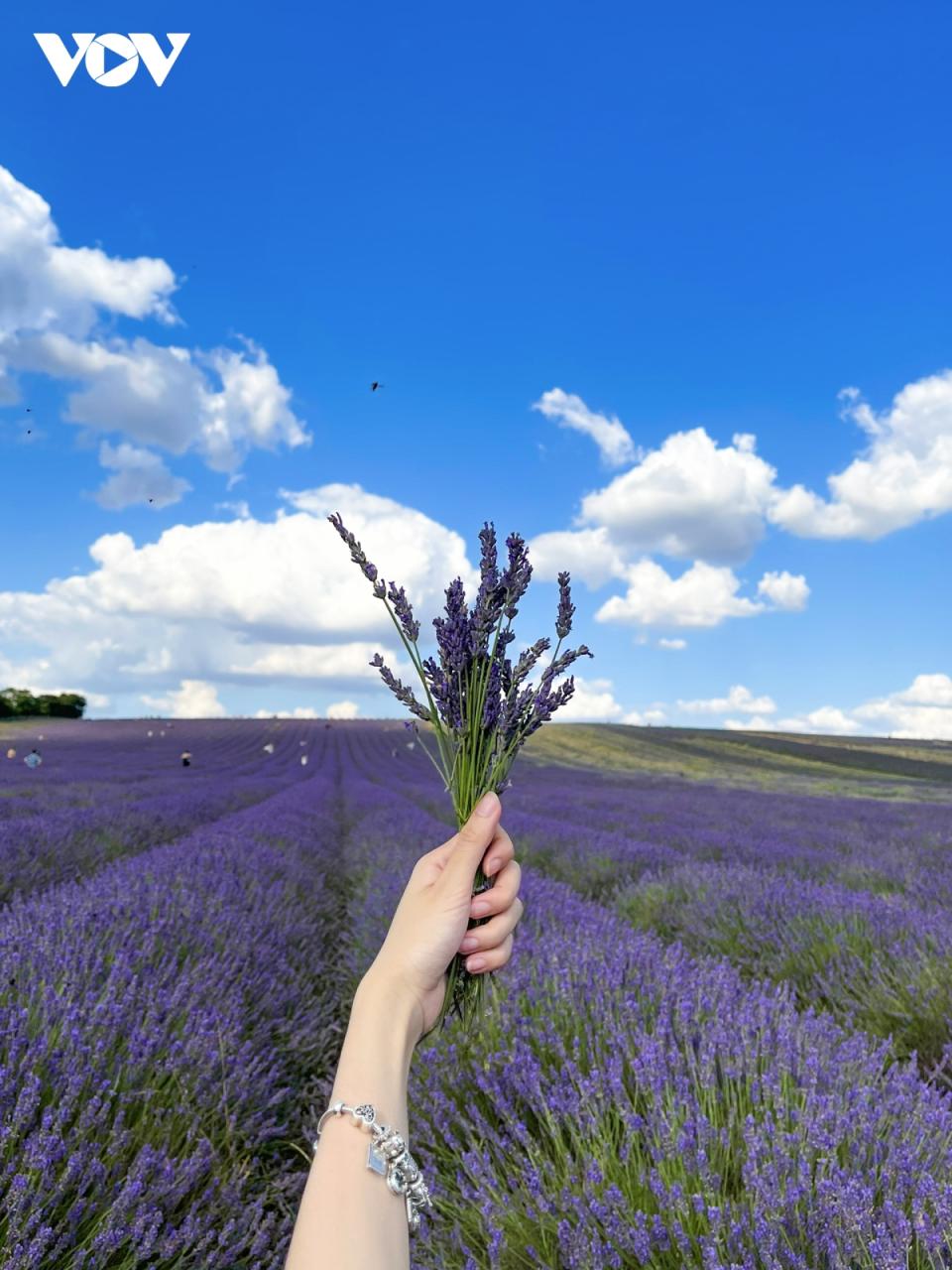 Chẳng Cần Đến Pháp Cũng Được Ngắm Hoa Lavender Tuyệt Đẹp | Vov.Vn